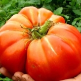 Paradajz ponos sibira: recenzije + fotografije